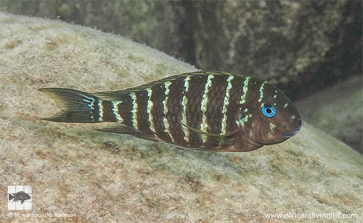 Tropheus polli 'Lyamembe'